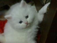 ������ ������� ��� ������