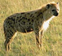 ������ ������� �����