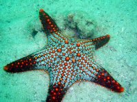 ������ ������� ����