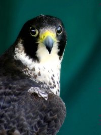 ������ ������� ������� ���� �������